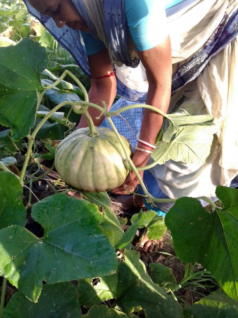 vegetables of keyhole garden at ICDS centre